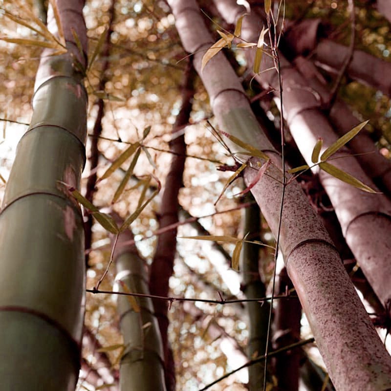 Opera Prima - Candela Profumata