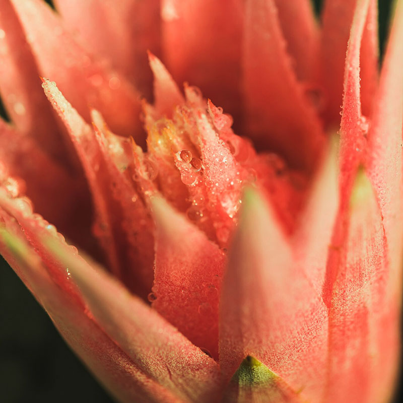 Secret - Diffusore a bastoncino